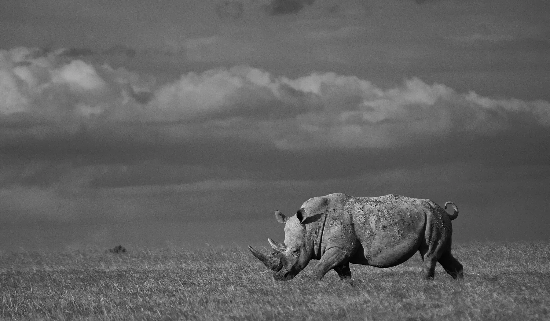 White rhinoceros walking through open grassland at Ol Pejeta Conservancy