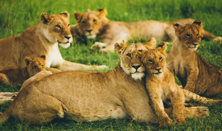 How to Avoid Crowds in the Masai Mara Without Missing the Wildlife