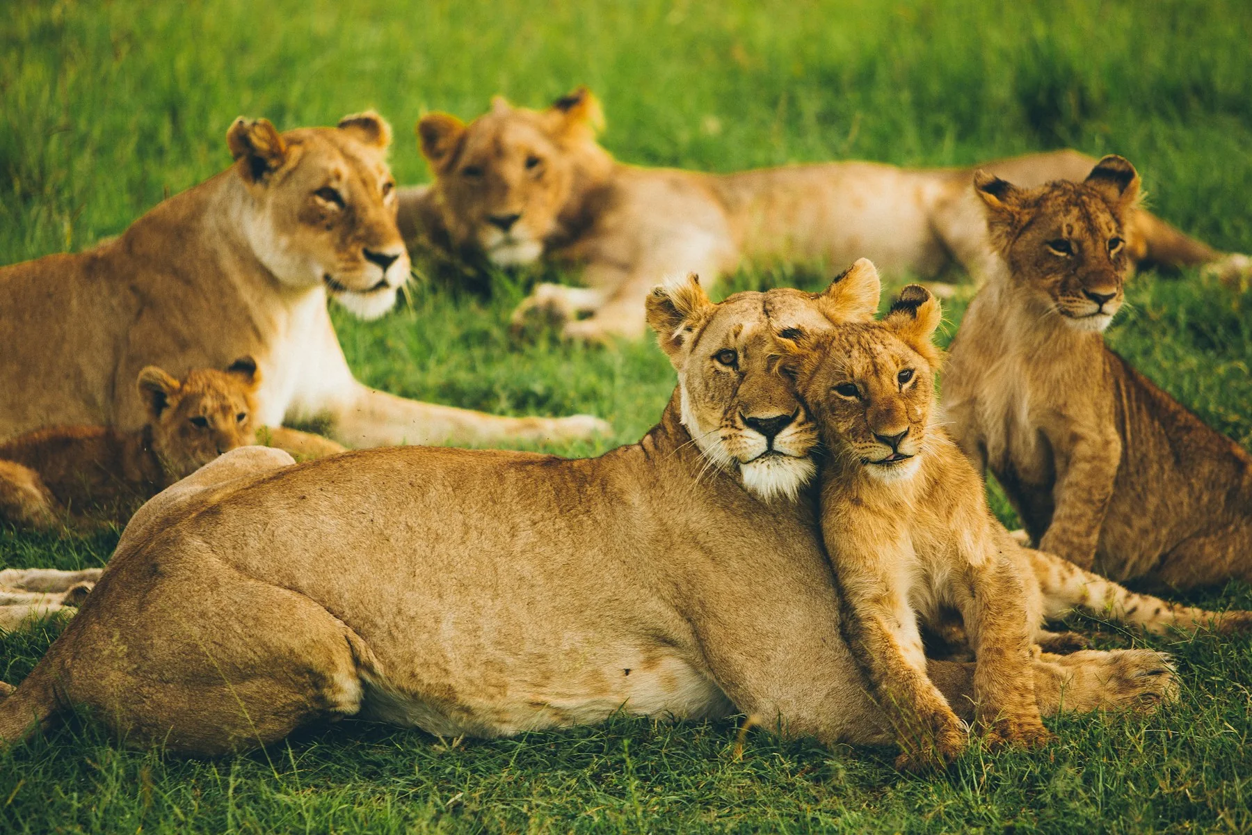 Löwe während einer ersten Massai Mara Safari