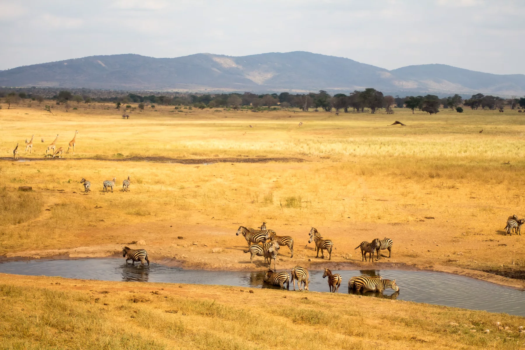 Zebras and giraffes around a wildlife waterhole in Kenya