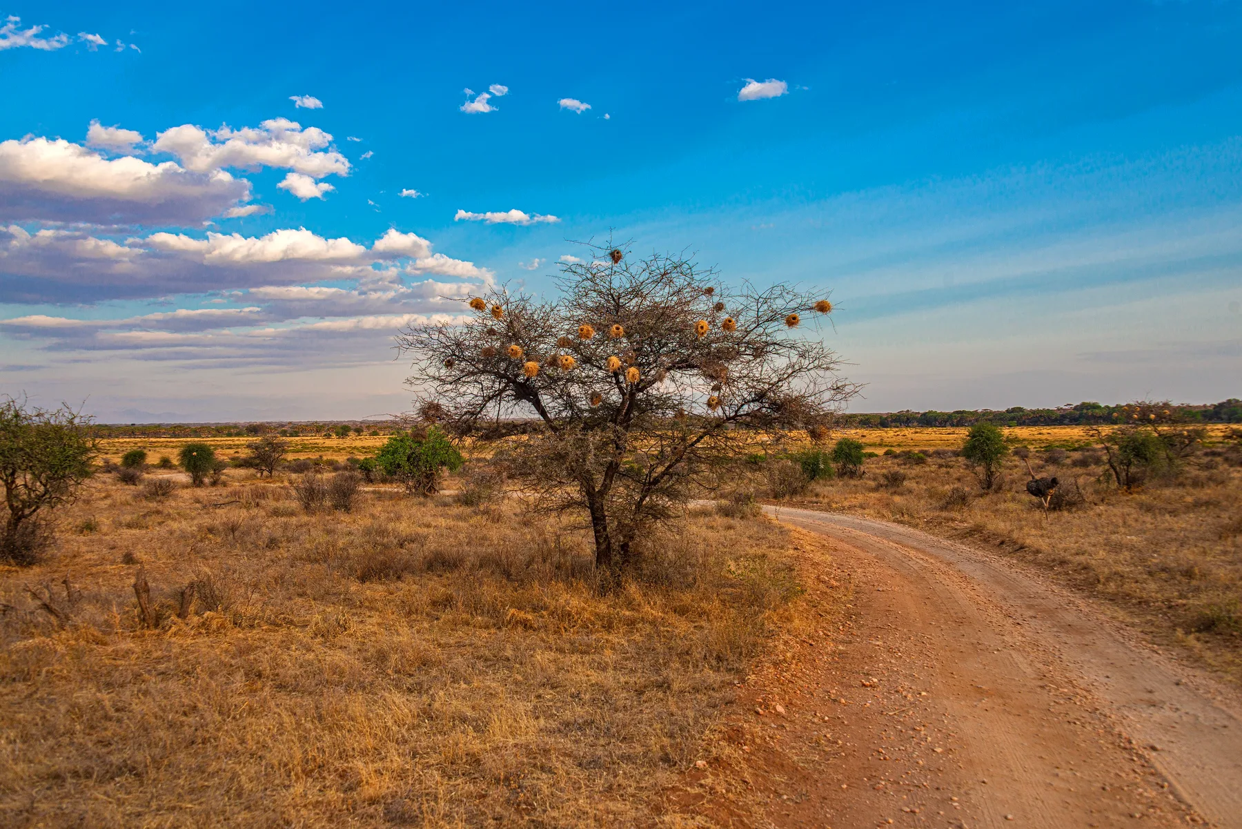 Acacia tree covered with weaver nests beside a game-drive track in Samburu National Reserve