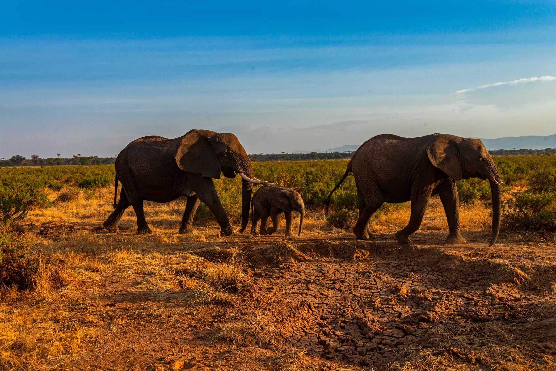 Adult elephants walking with a young calf in Samburu National Reserve