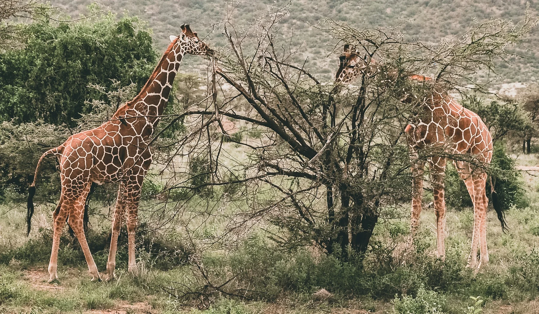 Three reticulated giraffes browsing thorn trees in Samburu National Reserve
