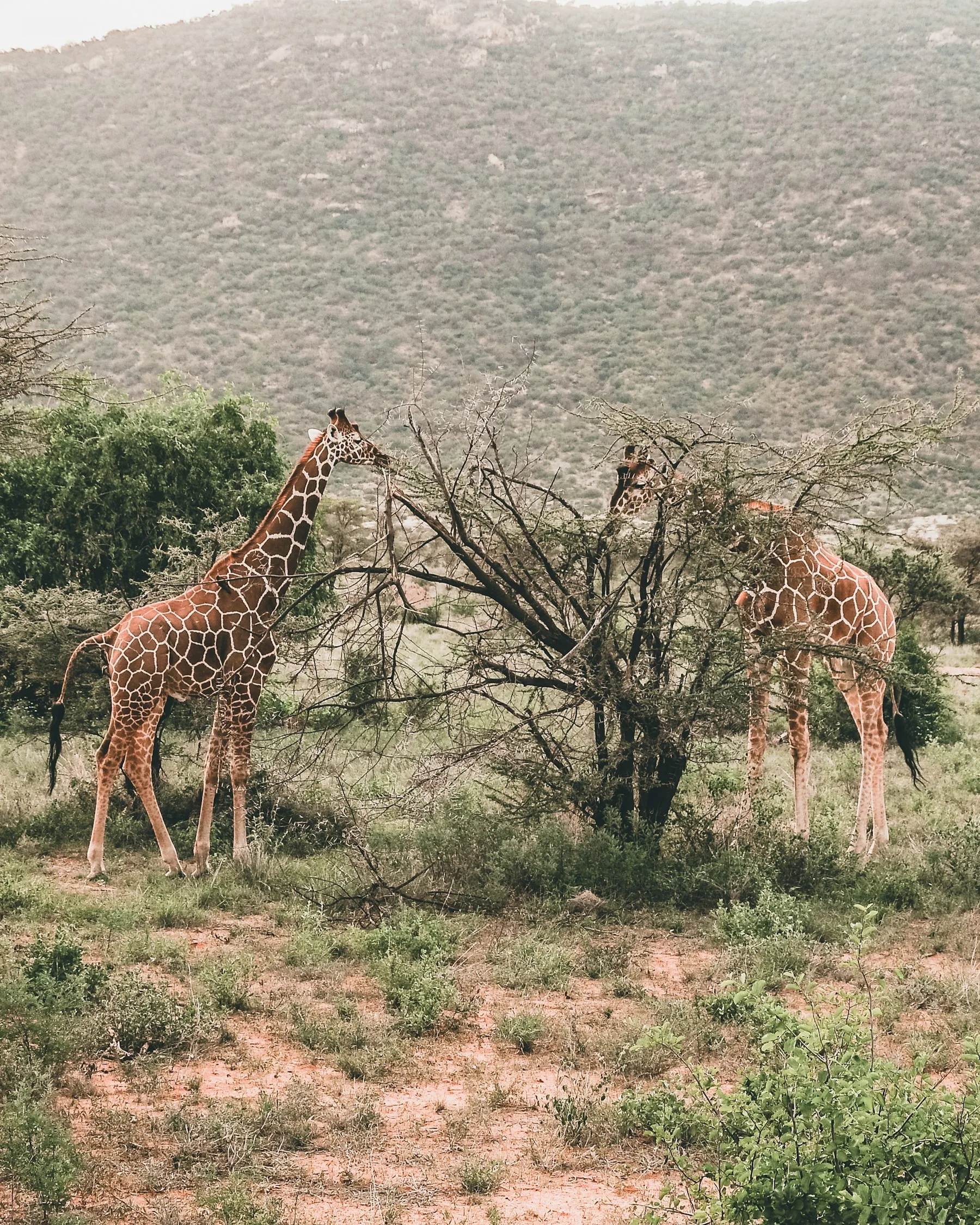 Reticulated giraffes browsing among acacias in Samburu National Reserve