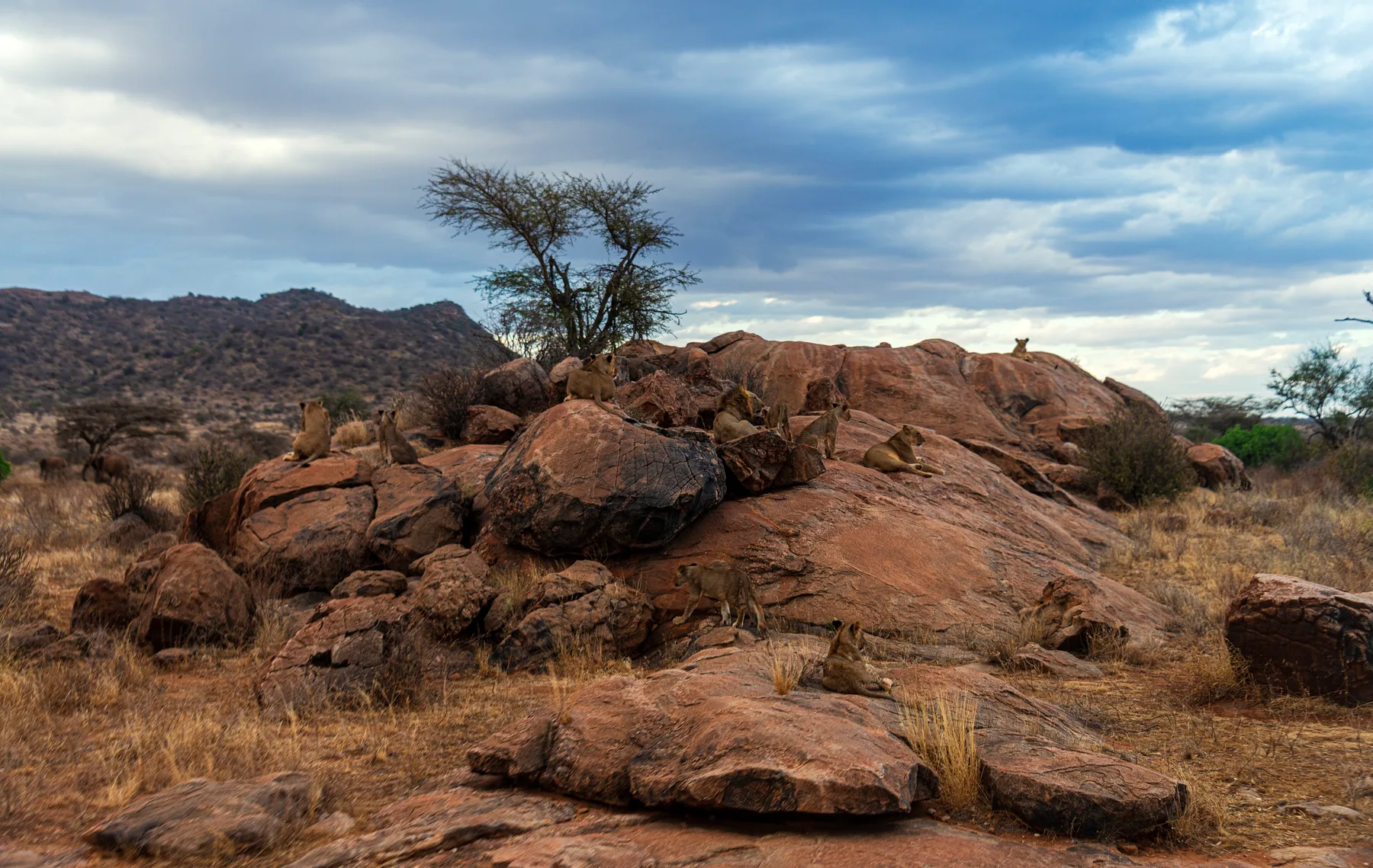 Pride of lions resting across a rock outcrop in Samburu National Reserve