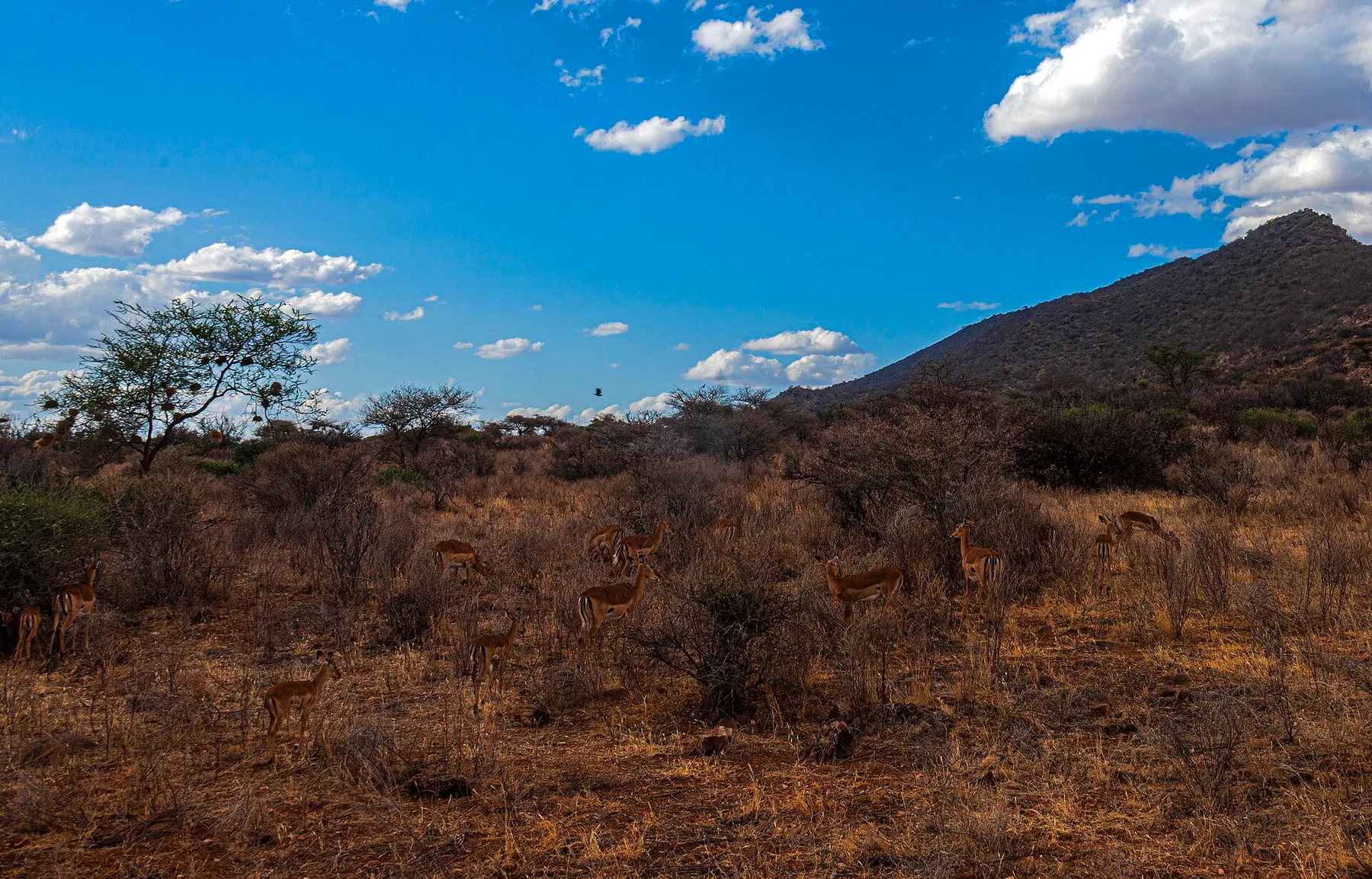 Impala herd beneath a mountain in Samburu National Reserve lodge country
