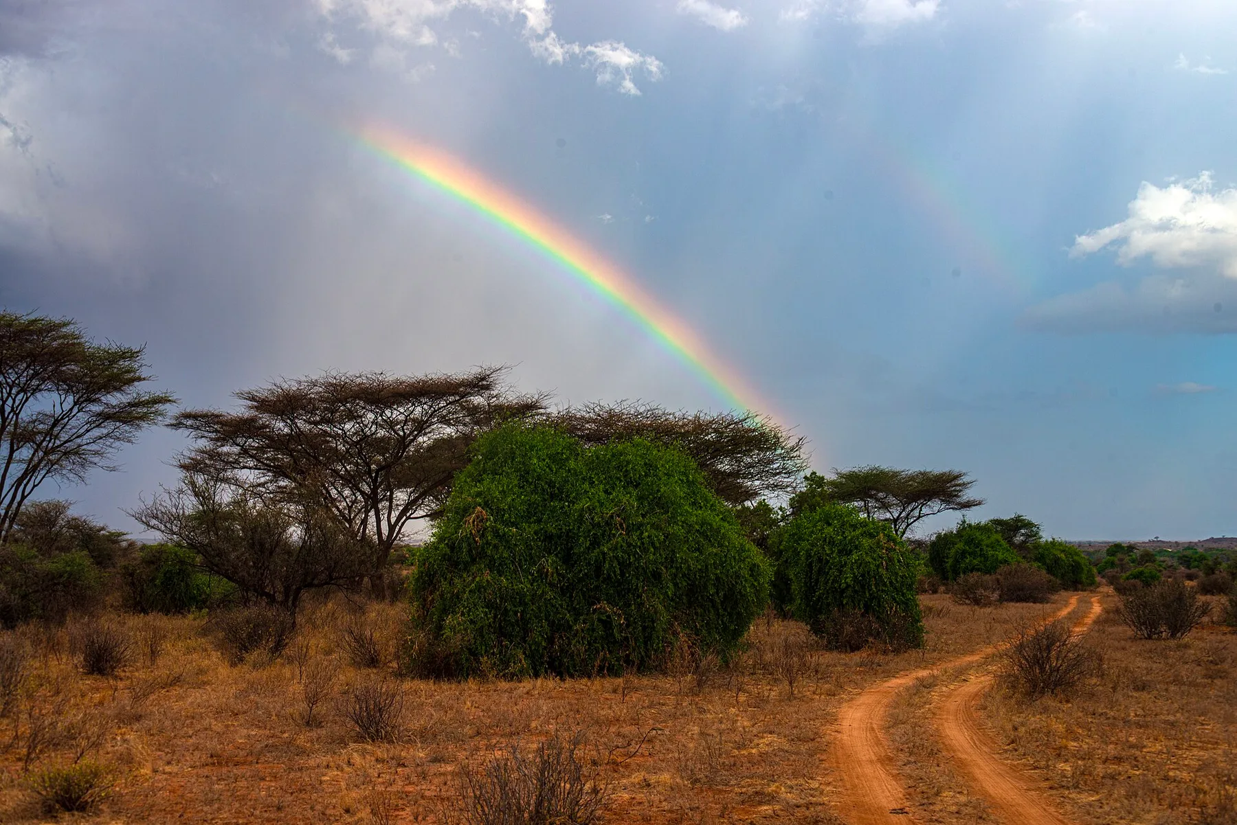 Rainbow over acacias and a red dirt road in Samburu National Reserve