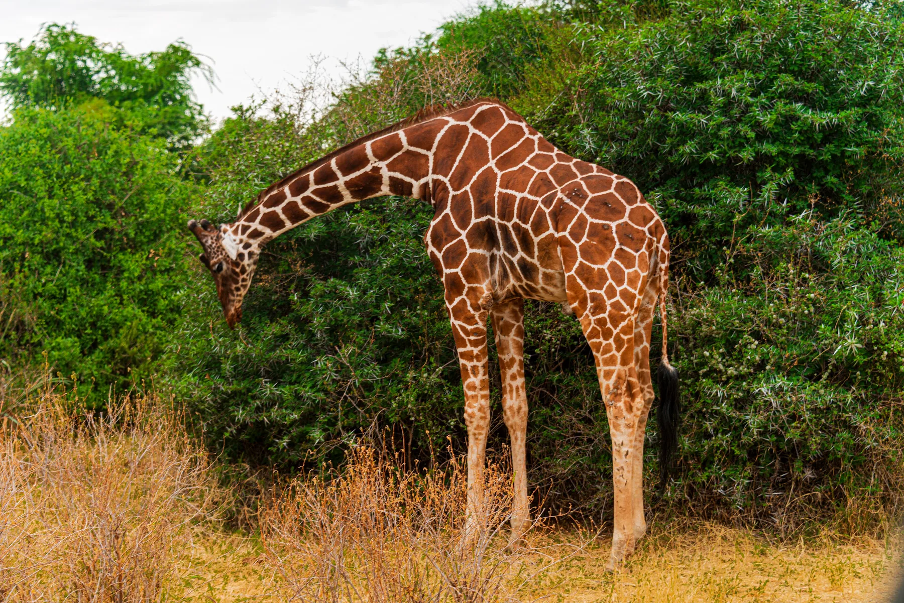 Reticulated giraffe bending to browse in Samburu National Reserve