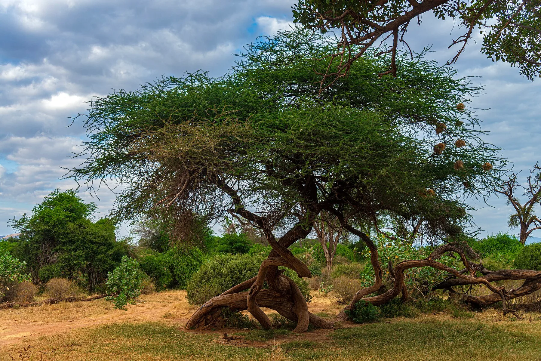 A broad acacia with twisted exposed roots and weaver nests in Samburu National Reserve