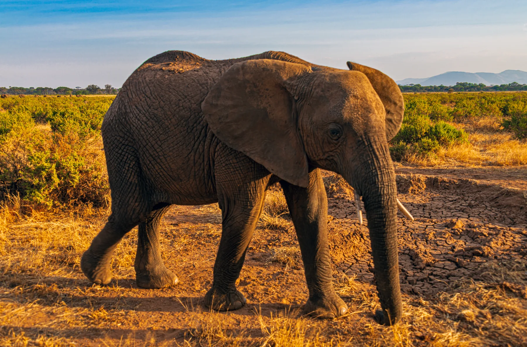 Elephant walking through open Samburu National Reserve habitat