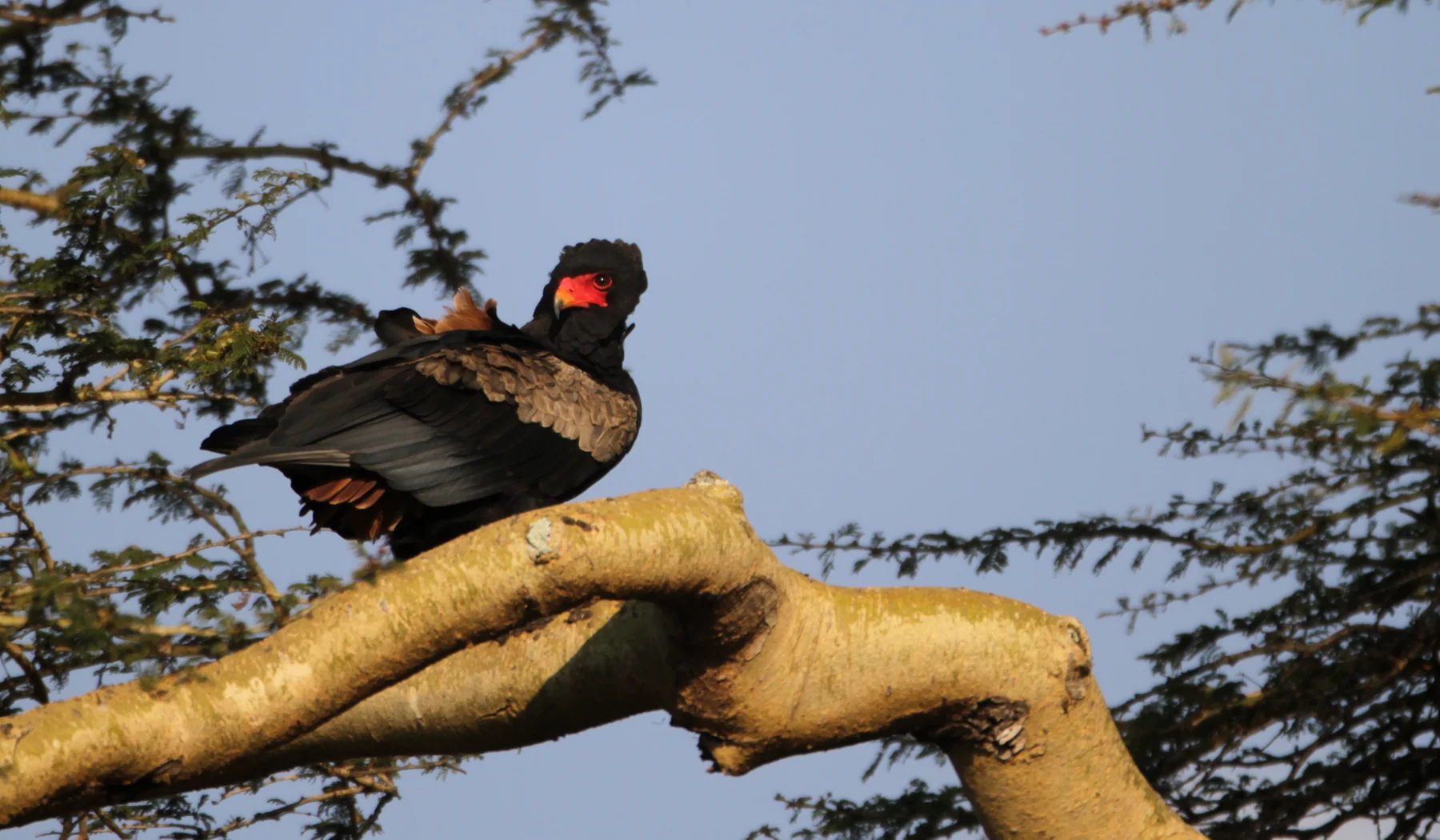 Adult bateleur eagle perched on a branch at Solio Ranch