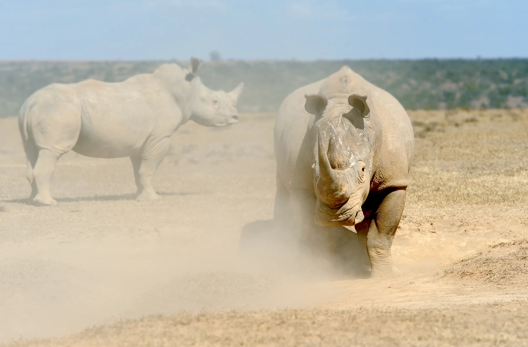 Two southern white rhinos standing together in Solio Game Reserve