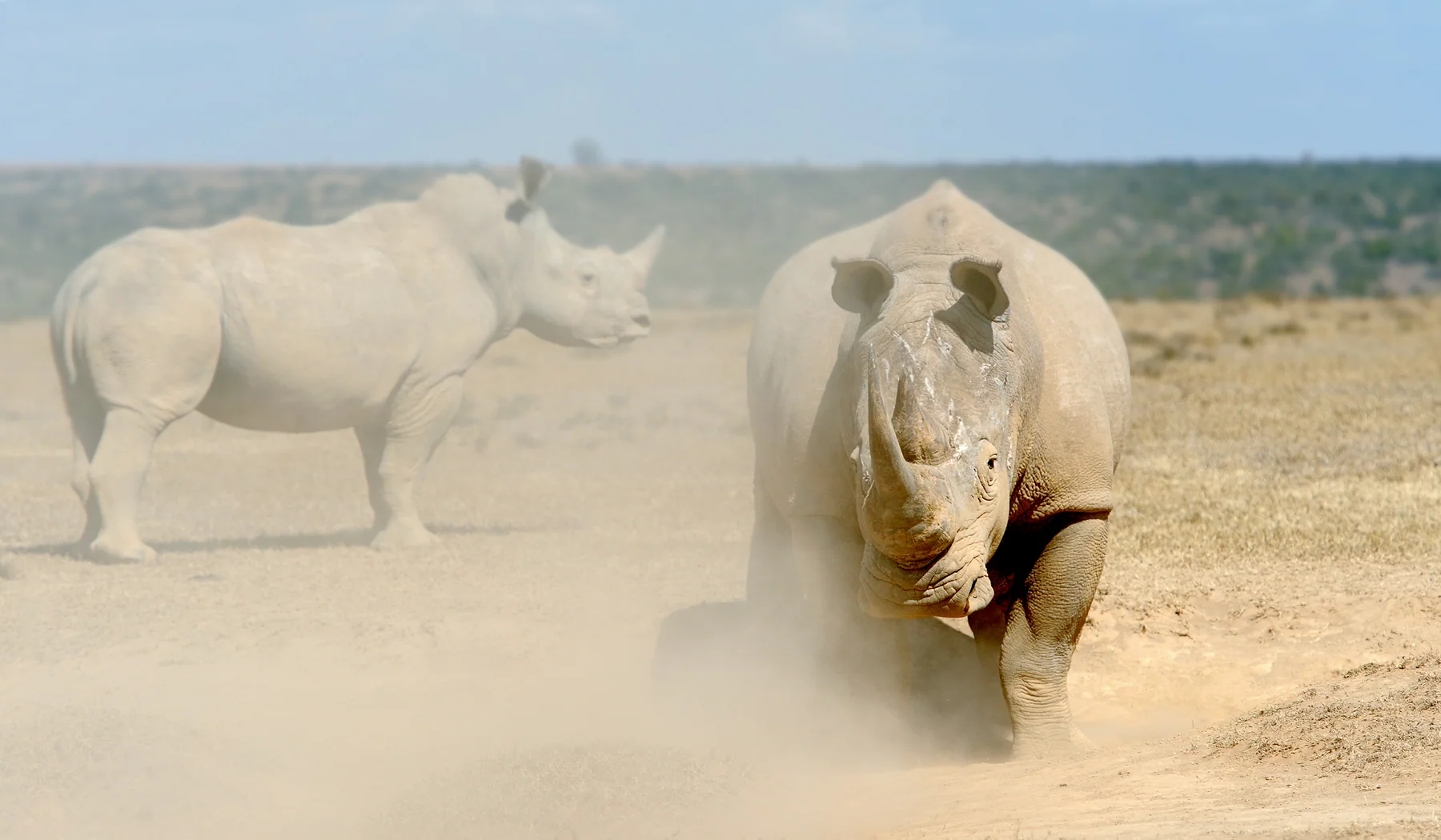 Two white rhinoceroses moving through dust in Solio Reserve
