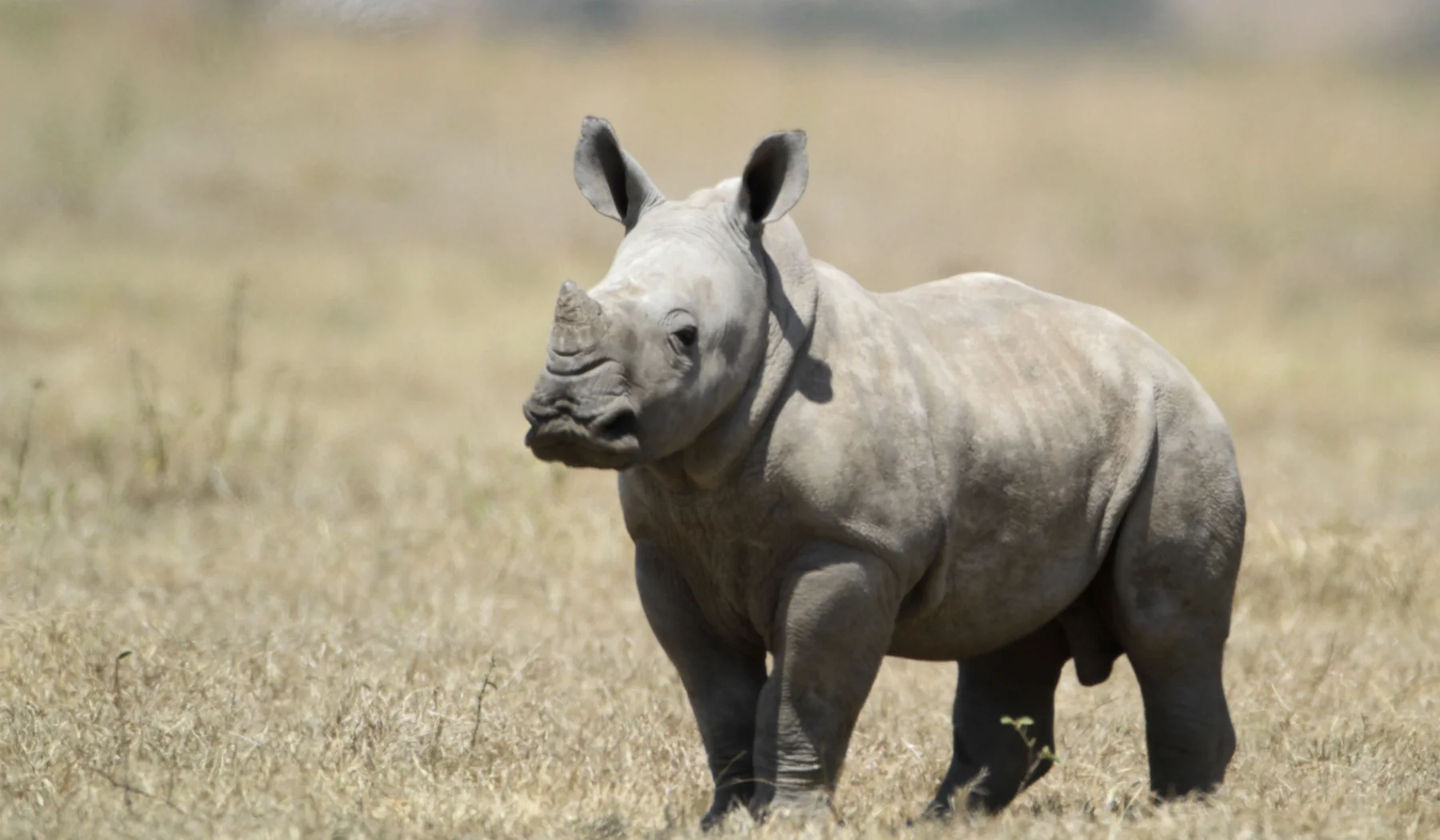 Young southern white rhinoceros standing in open grass at Solio Ranch