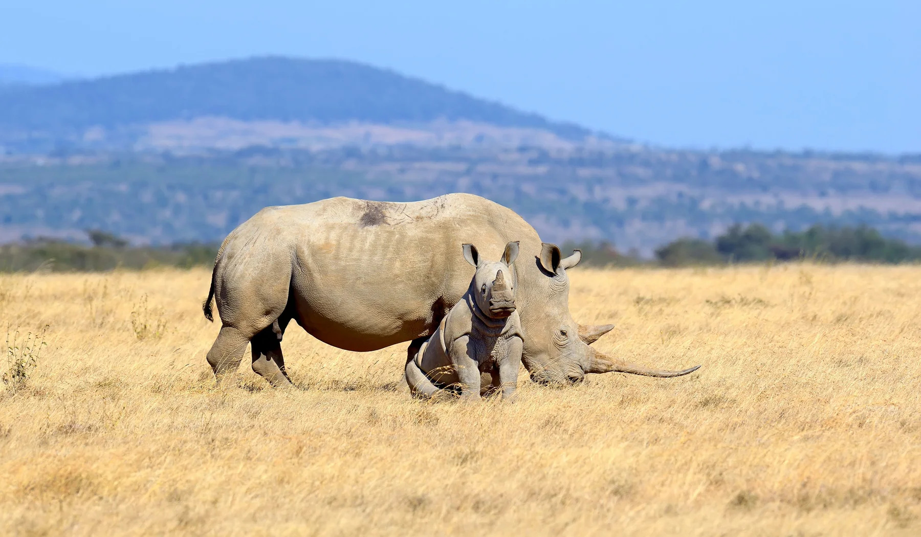 White rhinoceros mother resting beside her alert calf in open Solio grassland