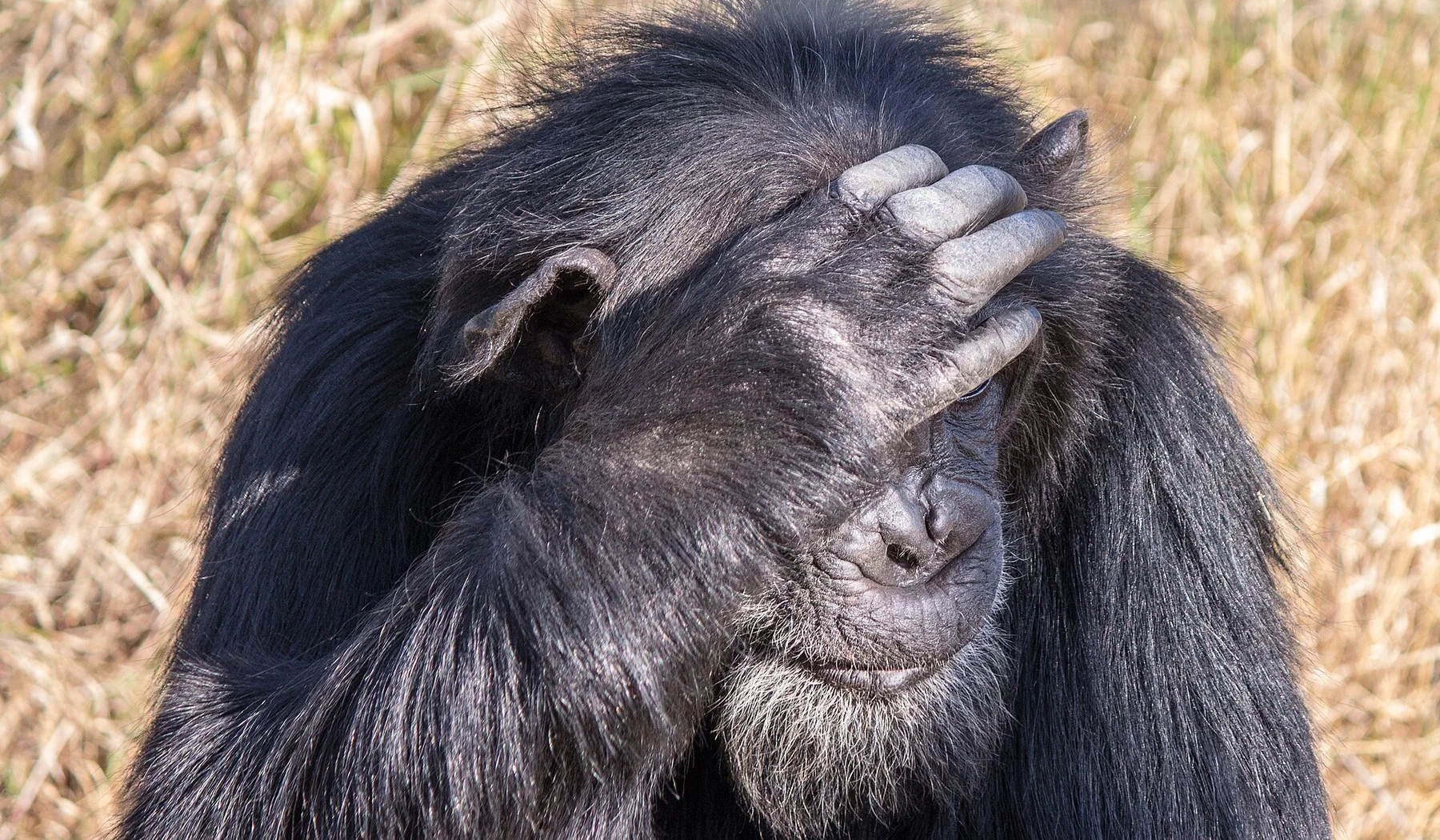 Chimpanzee in the green Sweetwaters sanctuary habitat at Ol Pejeta Conservancy