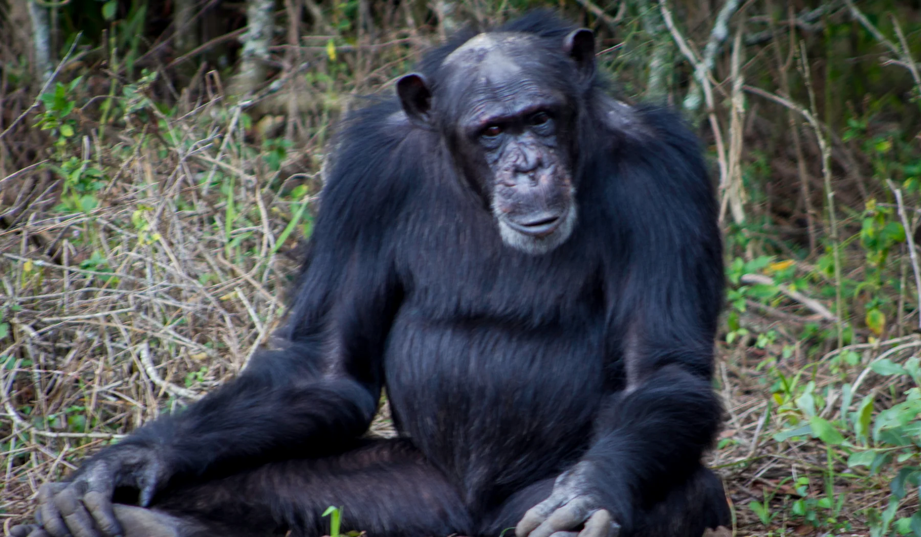 Chimpanzee seated in dense habitat at Sweetwaters Chimpanzee Sanctuary