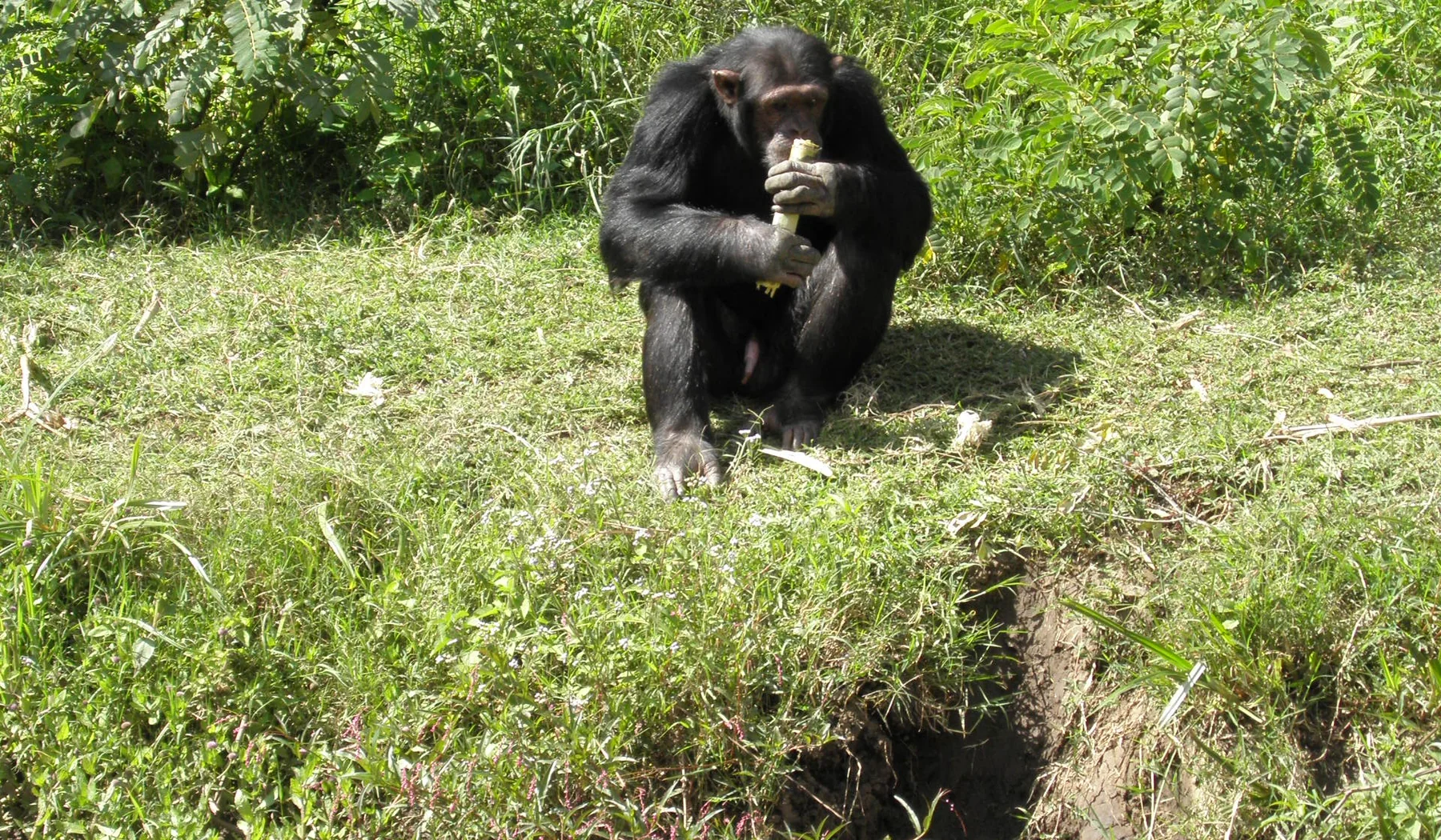 Chimpanzee feeding beside green vegetation at Sweetwaters Chimpanzee Sanctuary
