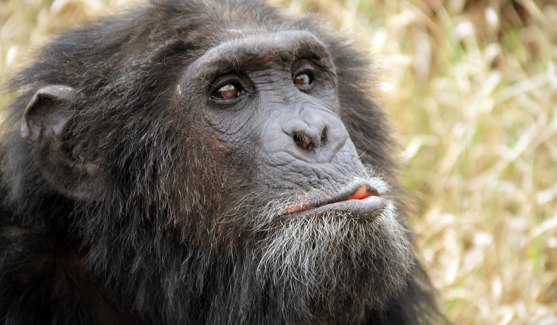 Chimpanzee at Sweetwaters Chimpanzee Sanctuary in Ol Pejeta Conservancy