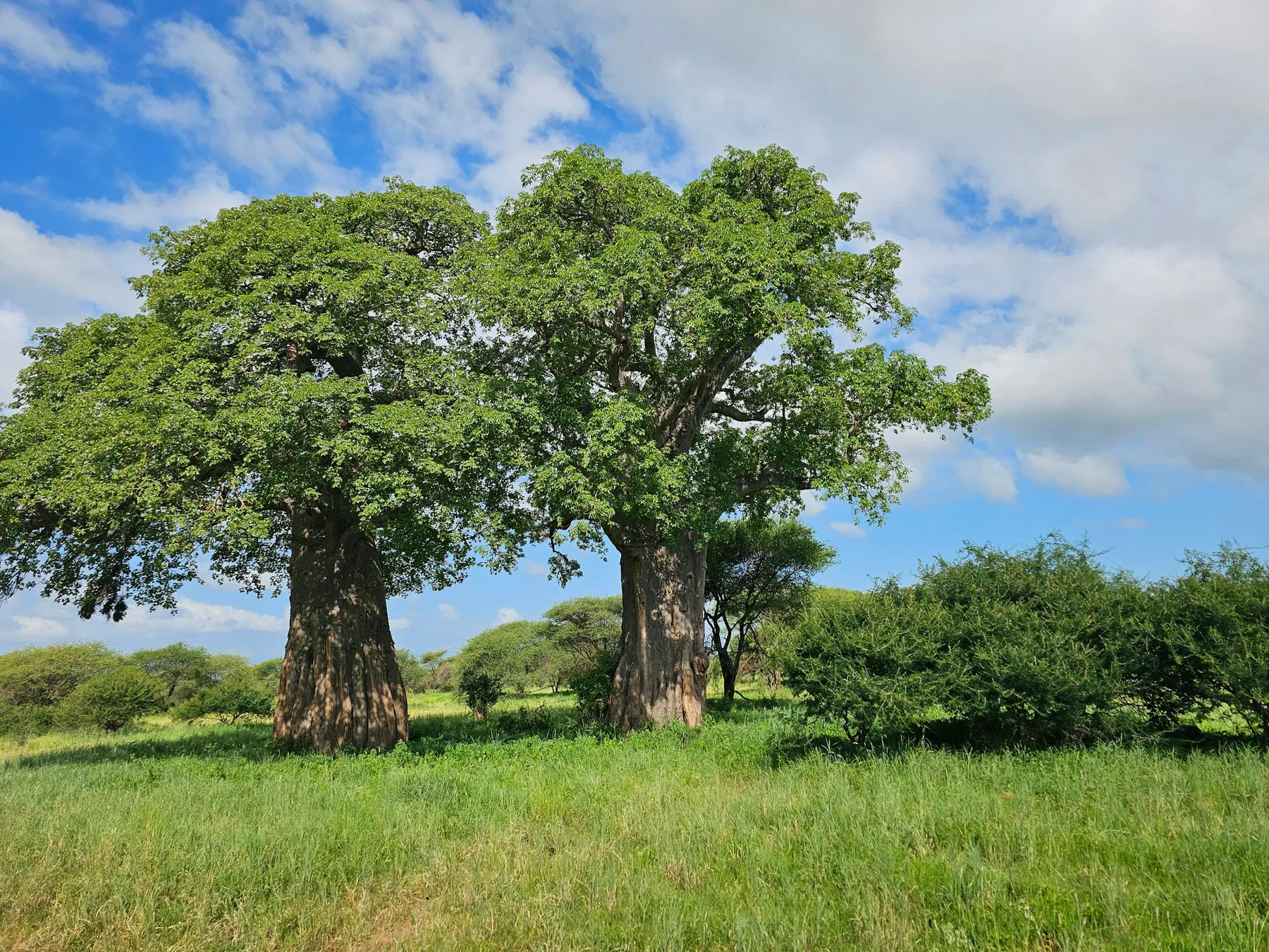 Baobab trees in grassland in Tarangire National Park