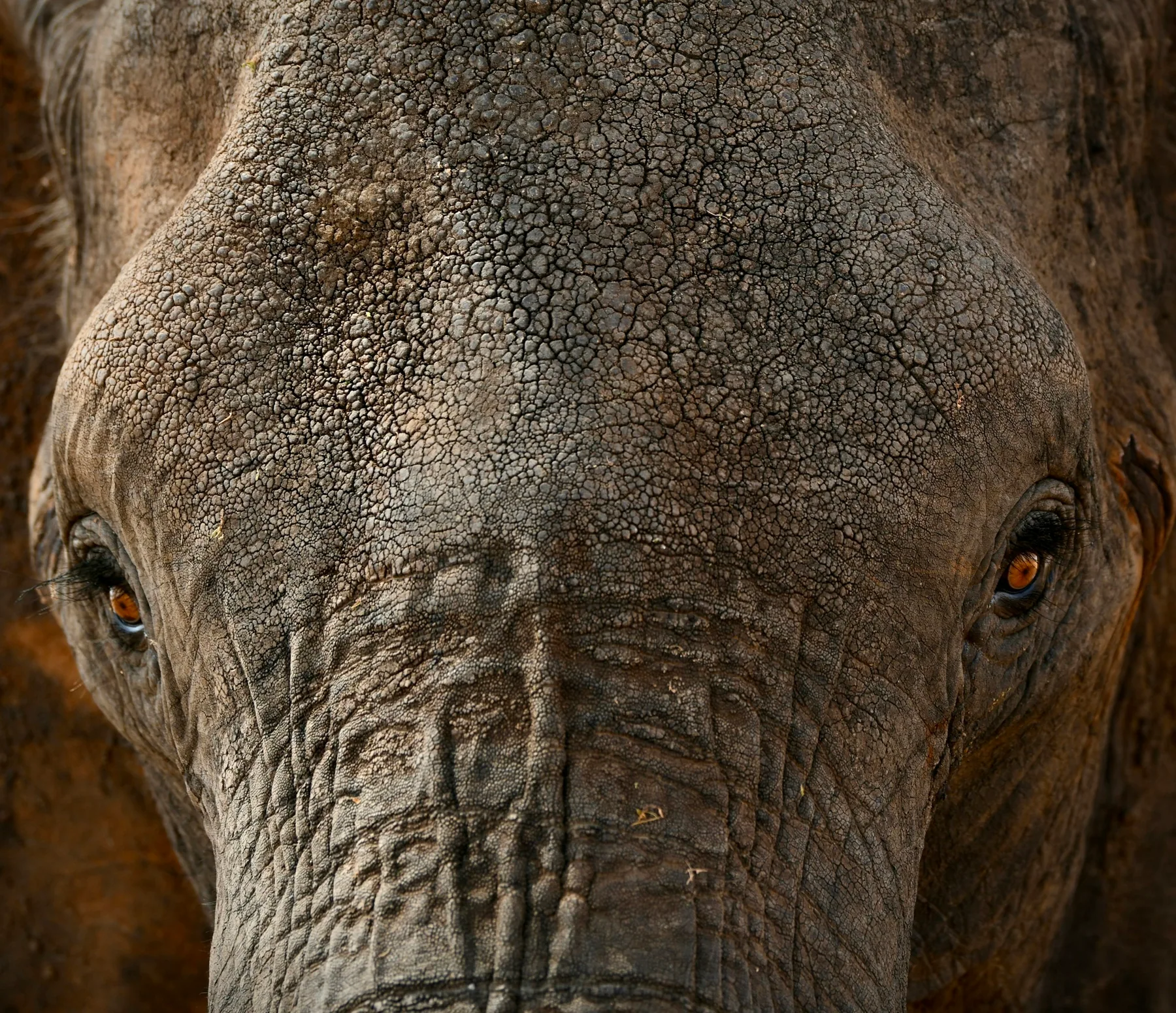 Close portrait of an elephant in Tarangire National Park
