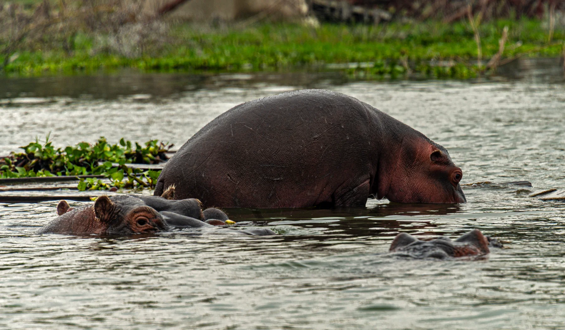 Hippo group resting in Lake Naivasha water near wetland vegetation