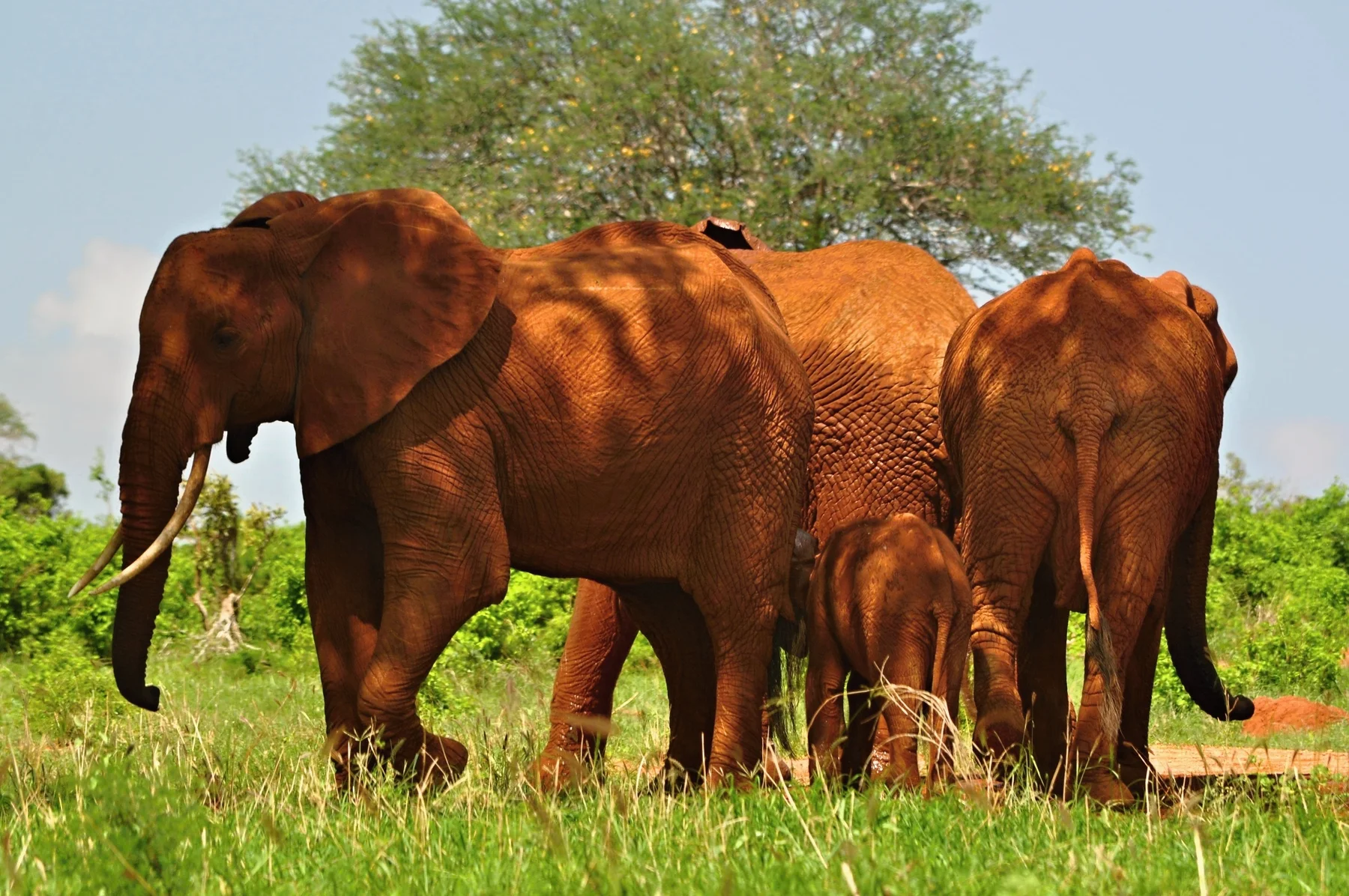 Red elephants and calf in Tsavo East