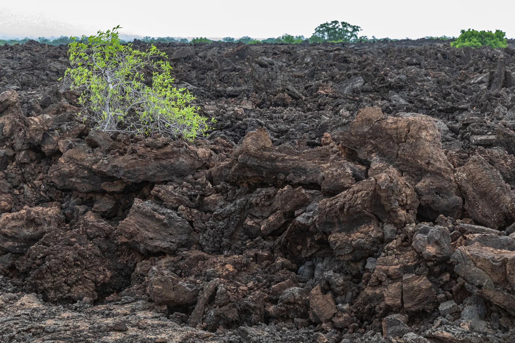 Black blocky lava and a small green shrub at Shetani Lava Flow in Tsavo West