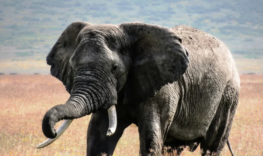 Amboseli’s Big Tuskers: Craig, Tim and the Next Generation