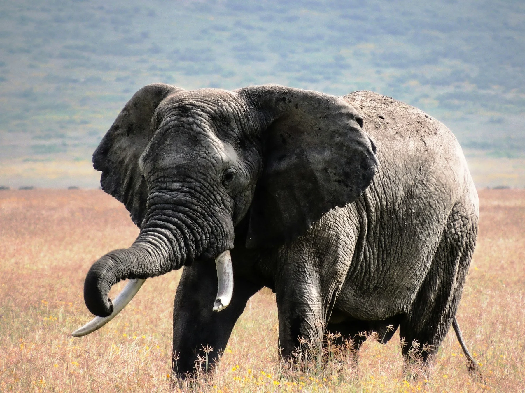 Amboseli's big tuskers guide showing a mature bull crossing the plains