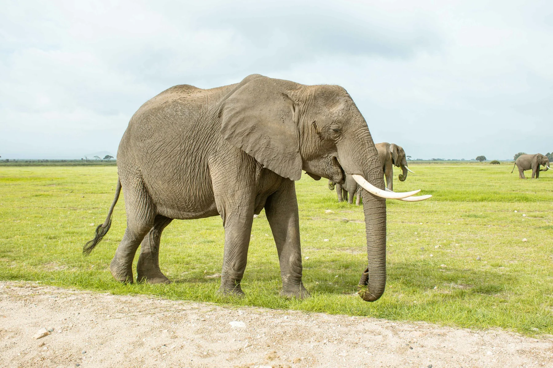 Amboseli big tusker feeding in green grass