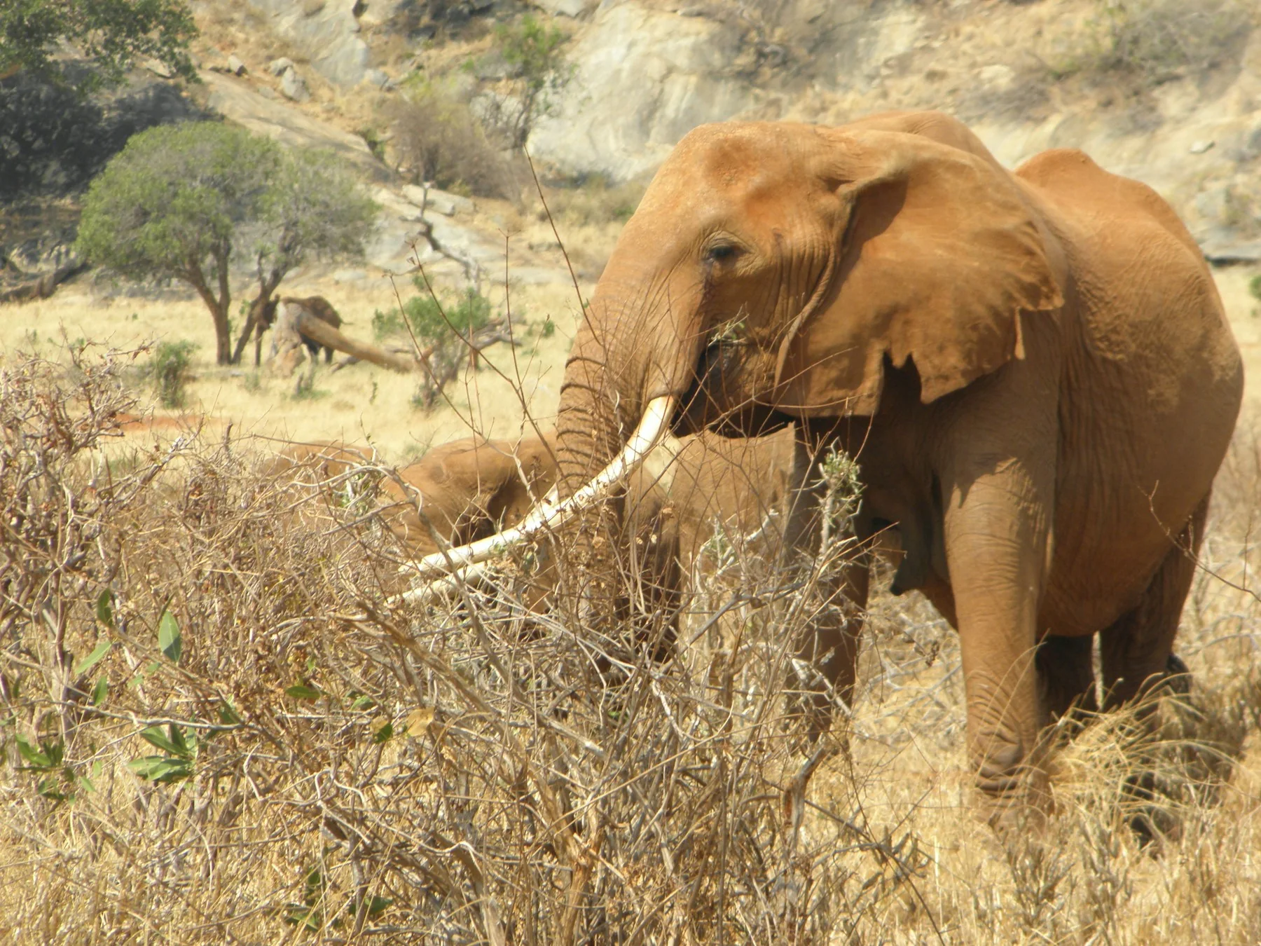 Mature Amboseli bull elephant standing in dry grass