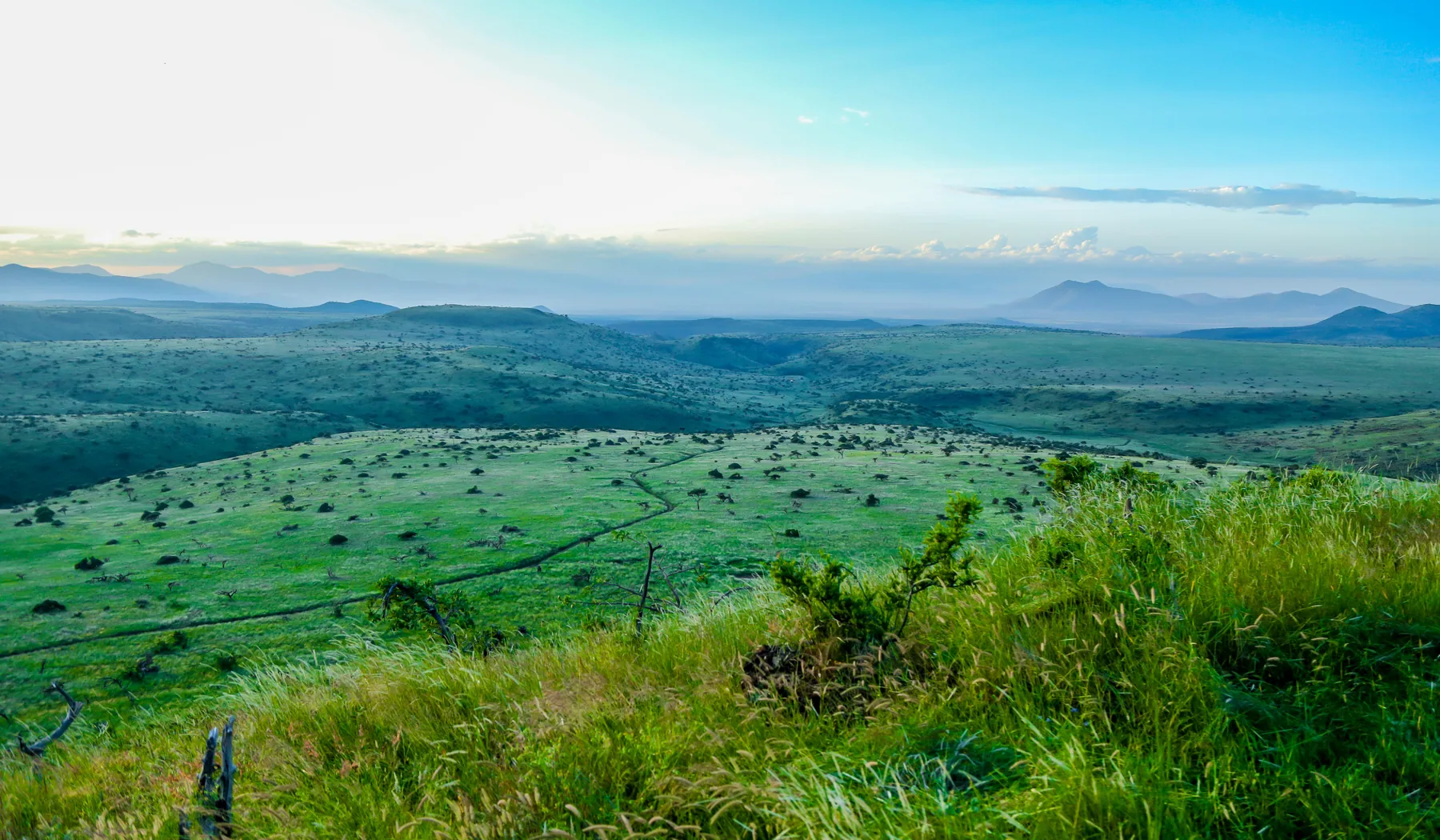 Wide green landscape in Lewa Wildlife Conservancy in Laikipia