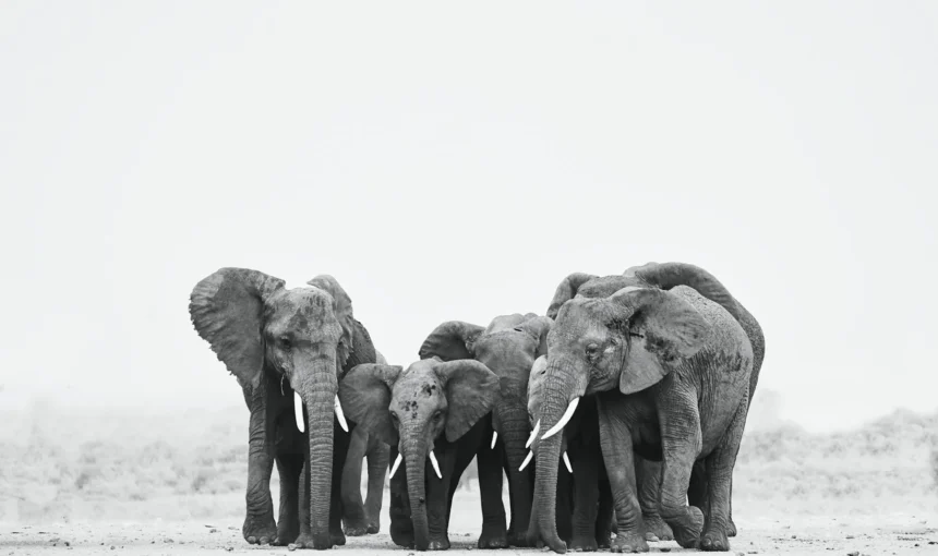 Is Amboseli Worth Visiting? An Honest Safari Comparison