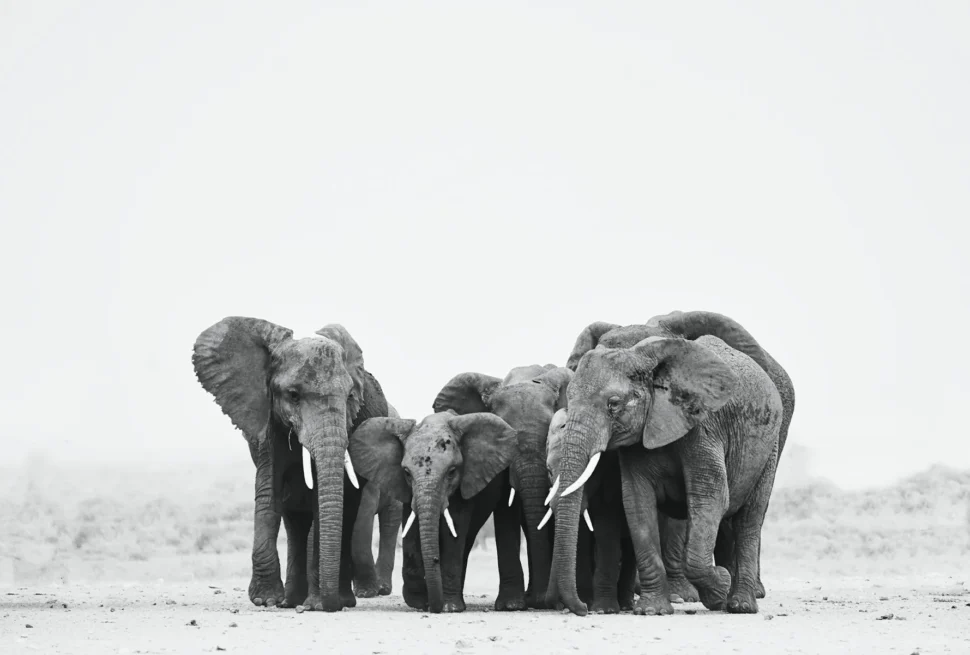 Elephant family standing together in Amboseli