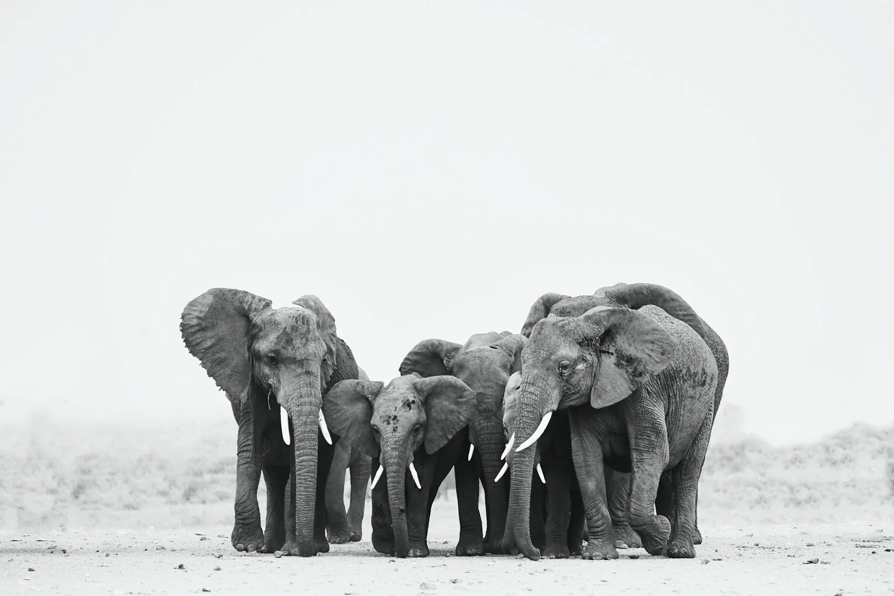 Is Amboseli worth visiting? An elephant family stands together in the open park