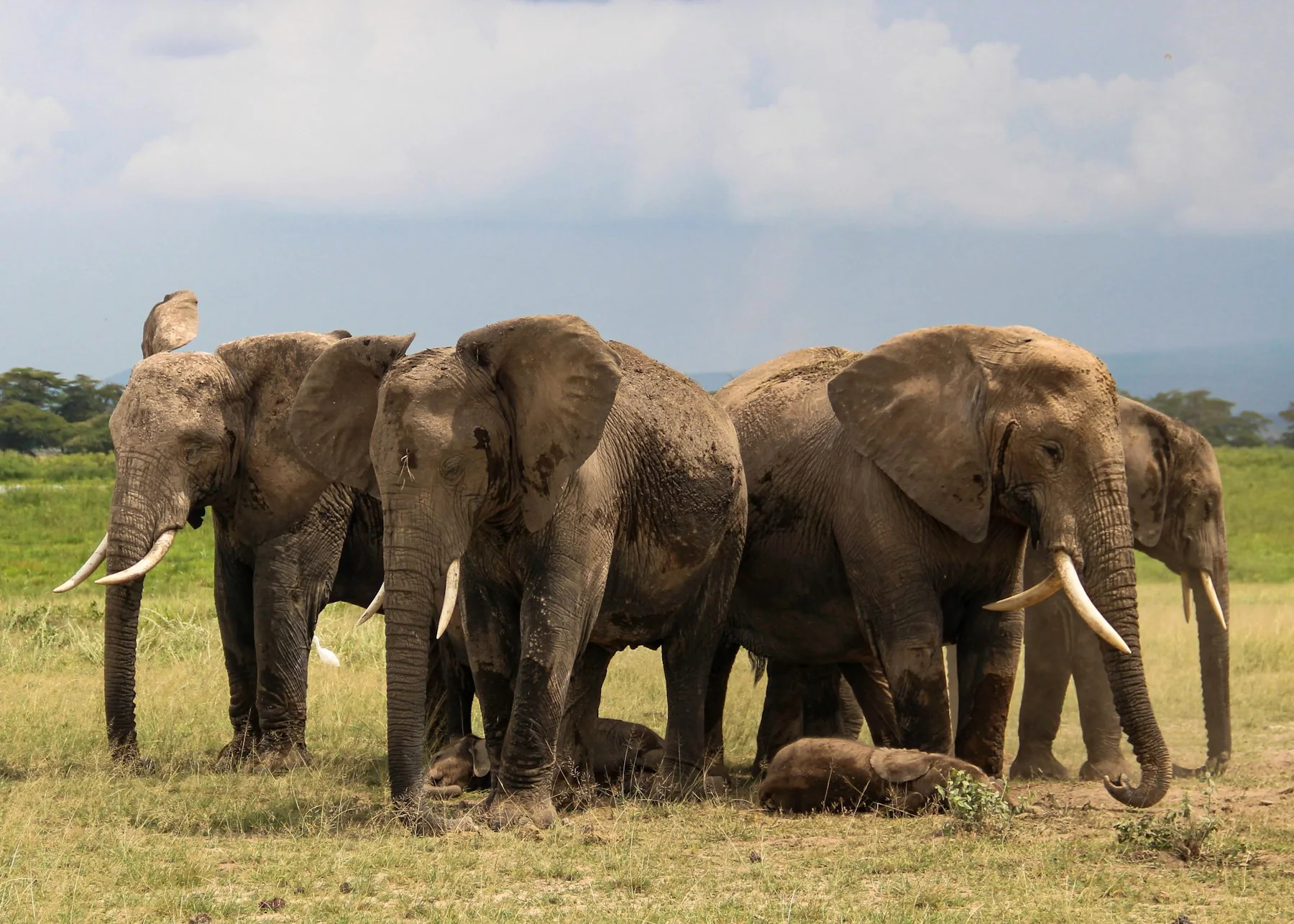 Elephant herd crossing grassland with Kilimanjaro beyond Amboseli