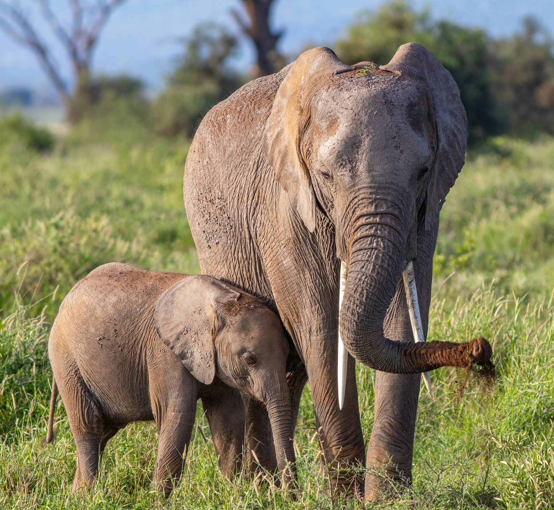 Elephant mother and calf resting in Amboseli National Park