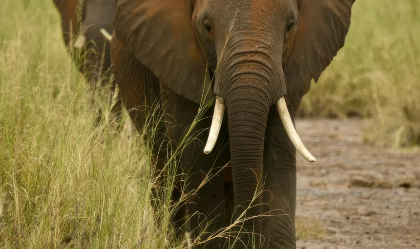 Safari Camera and Binocular Buying Guide for Kenya