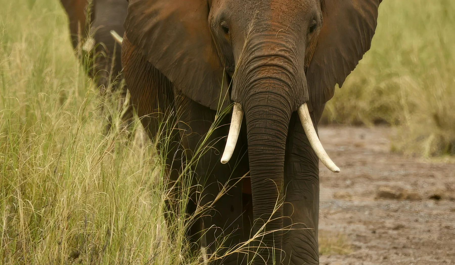 Close view of an elephant walking through Amboseli grassland