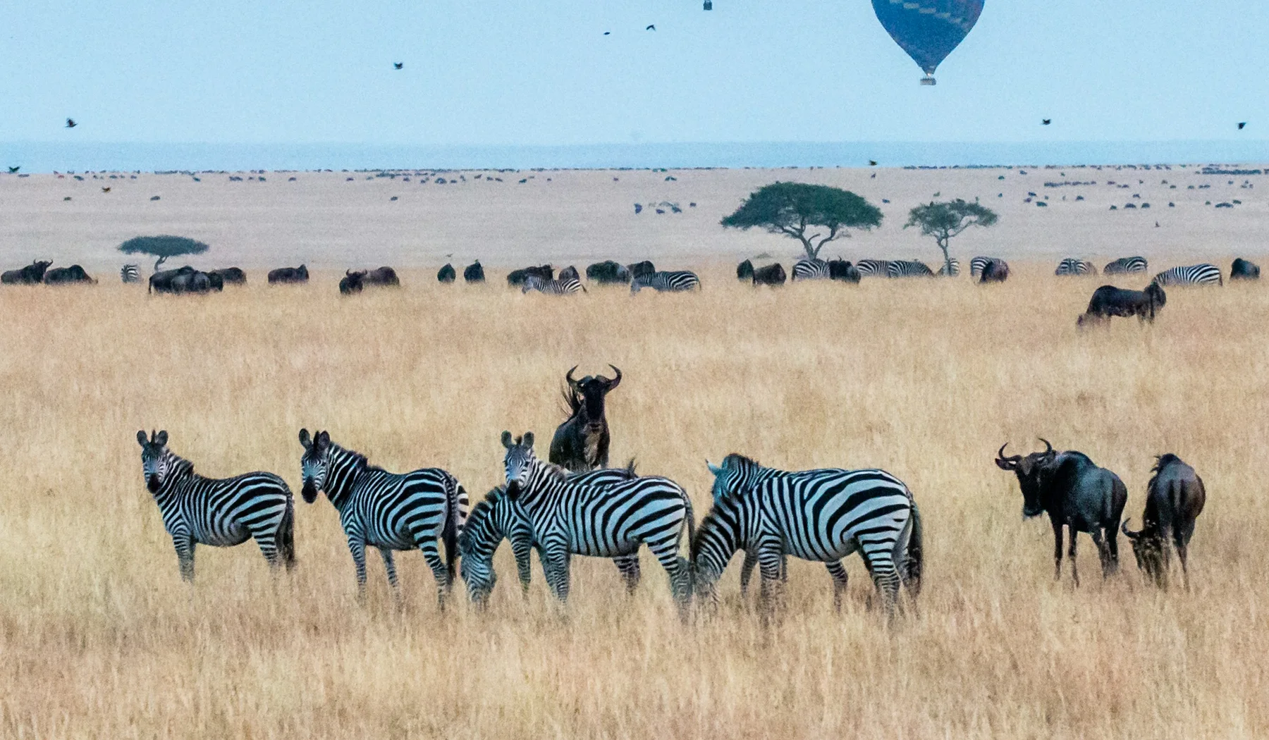 Two balloons flying above zebras and wildebeest in the Maasai Mara