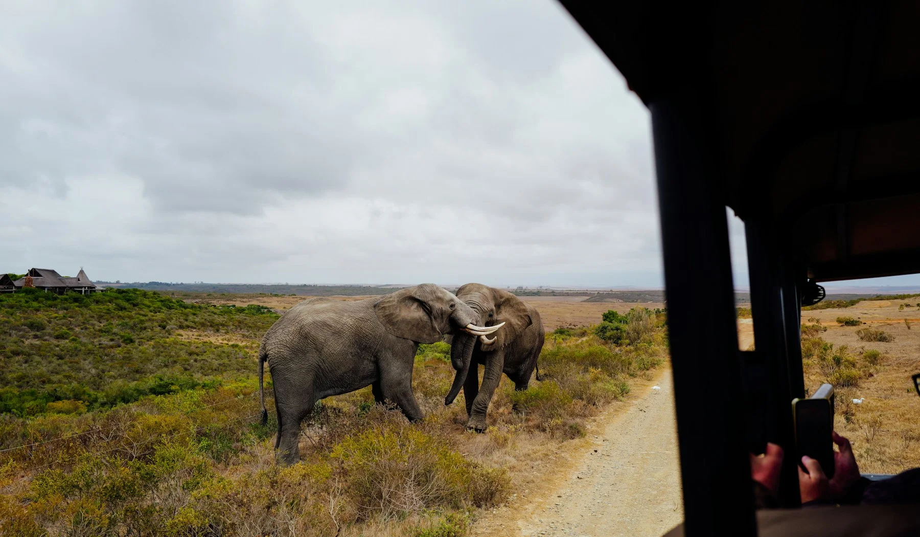 Elephants walk along a dirt road near a safari vehicle