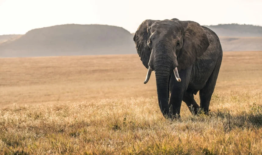 How Park Fees and Conservancy Fees Work in Kenya