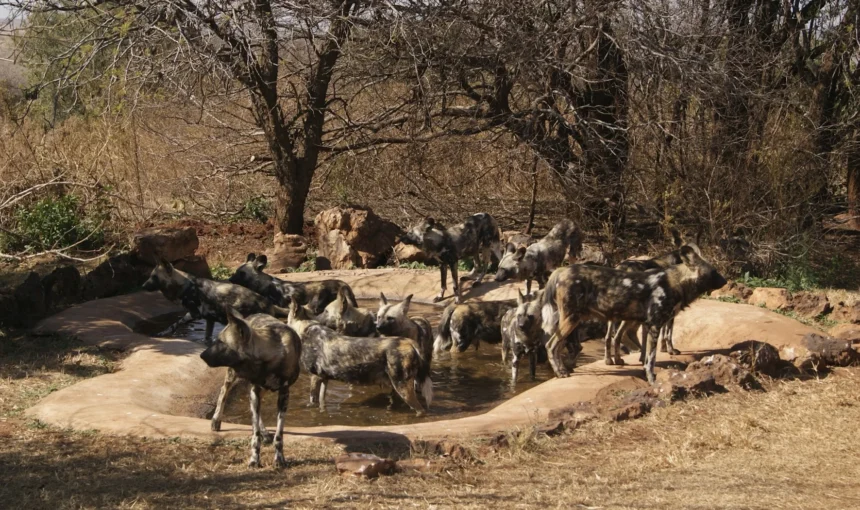 Where to See Wild Dogs in Kenya: The Honest Laikipia Guide