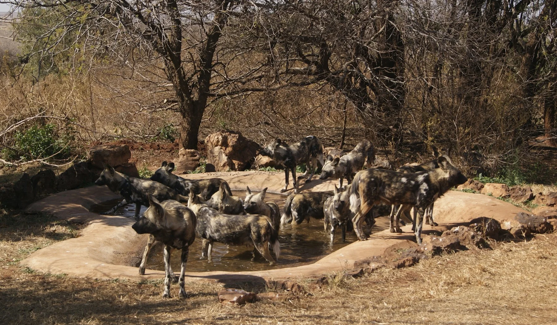 A pack of African wild dogs by water in South Africa