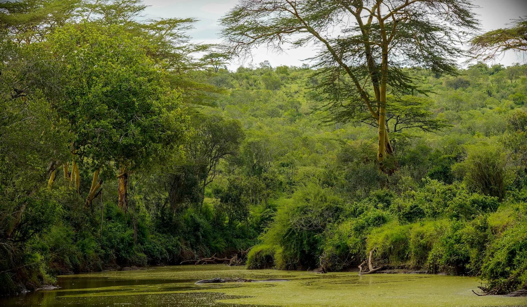 River and hippos in Laikipia, Kenya