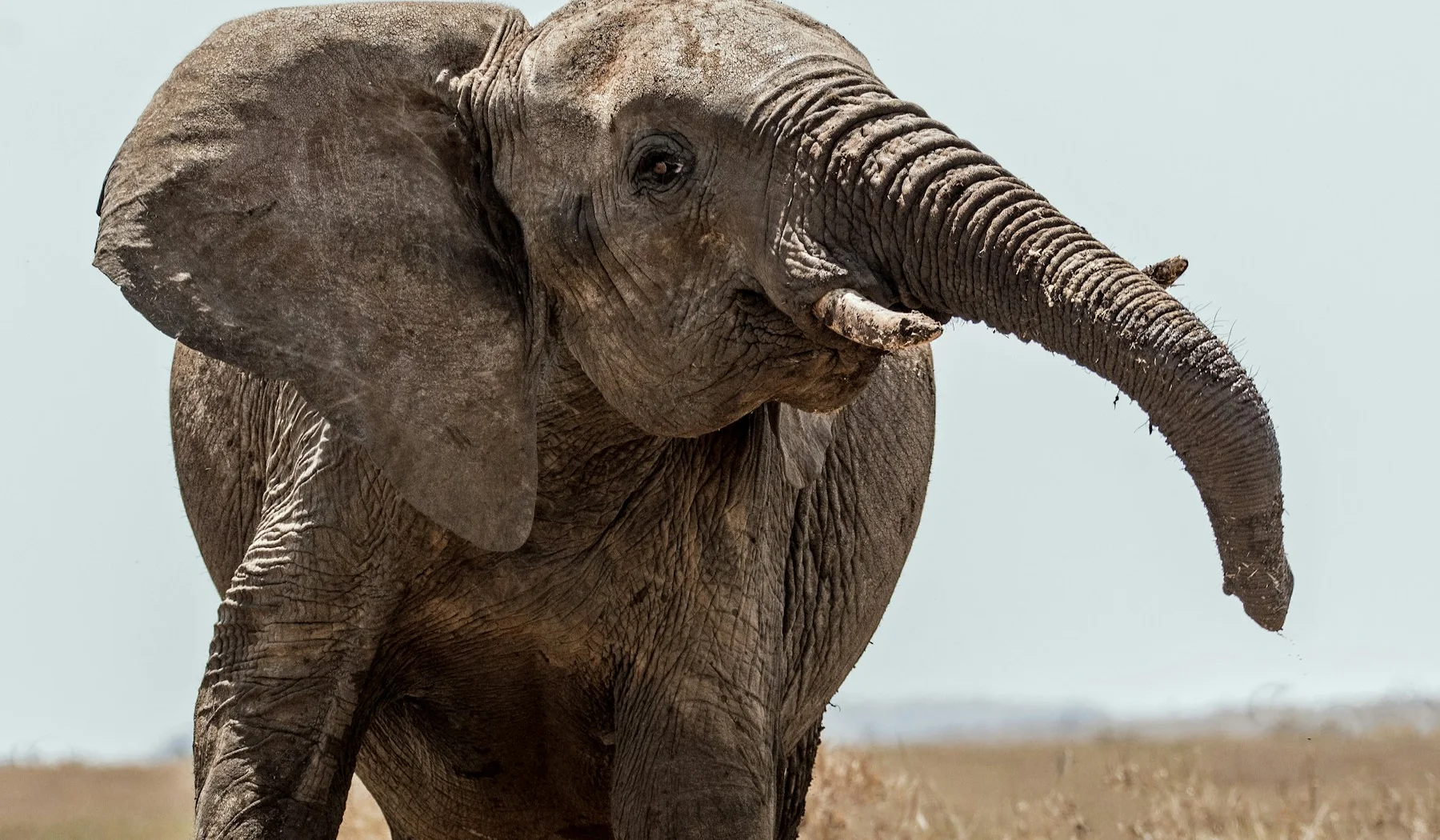 Elephant shaking its head at Lewa Conservancy, Kenya