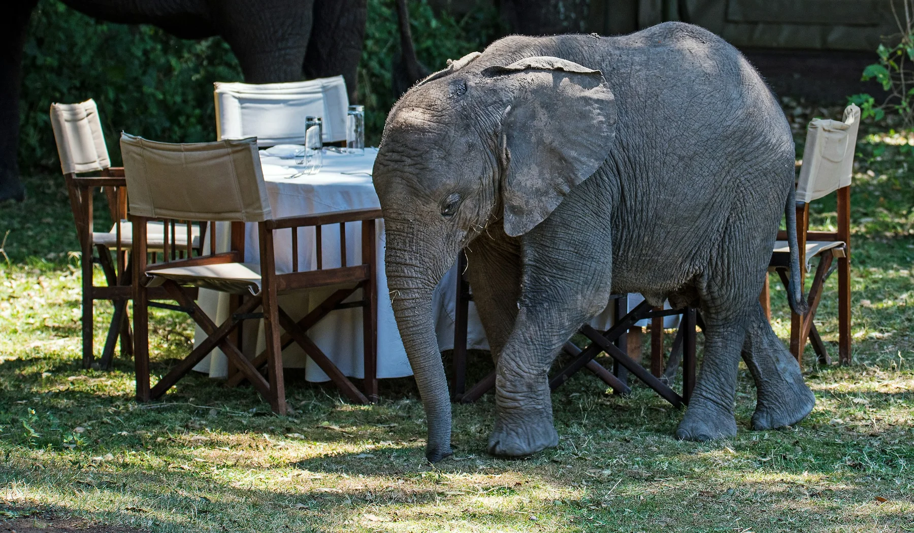 Elephant near guest seating at Little Governors Camp in the Masai Mara