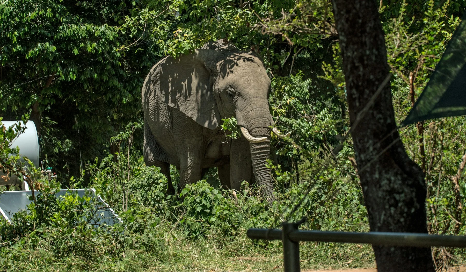 Elephant at Little Governors Camp in Kenya