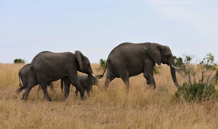 Kenya Safari with Kids: The Days They Will Actually Enjoy
